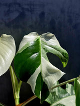 Variegated Monstera Albo - White Albo Borsigiana - Rare Collector Plant - Exact Plant - US Seller