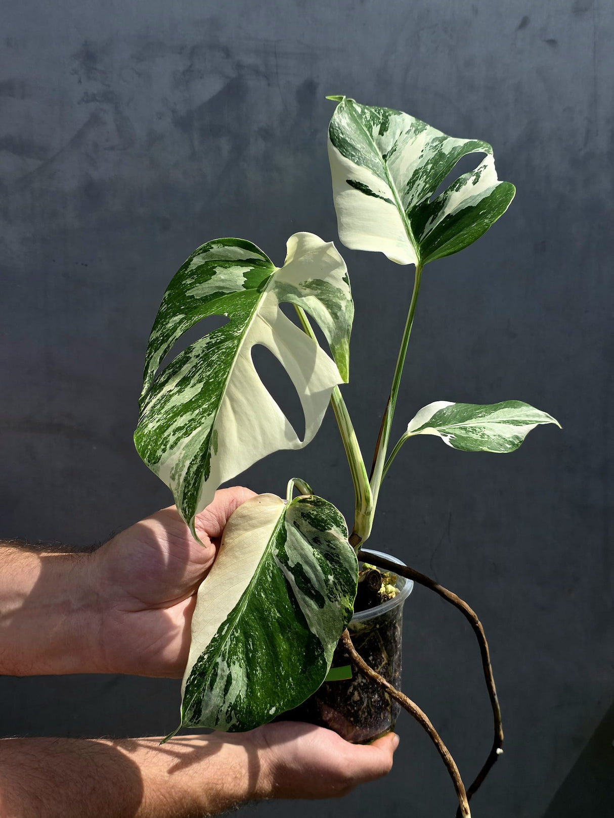 White Monstera BorsigiananAlbo