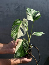 White Monstera BorsigiananAlbo
