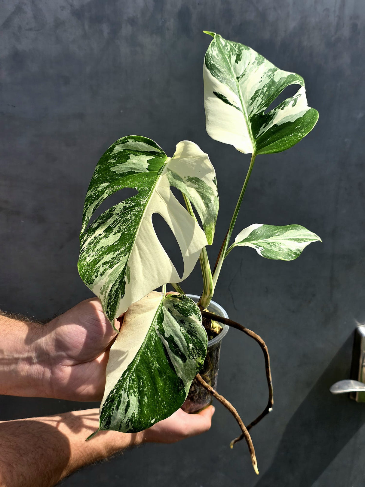 Variegated Monstera Albo - Rare White Monstera Borsigiana - EXACT Same Plant - US Seller