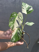 Variegated Monstera Albo - Rare White Monstera Borsigiana - EXACT Same Plant - US Seller