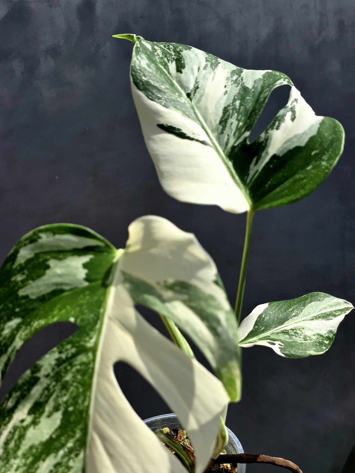 Variegated Monstera Albo - Rare White Monstera Borsigiana - EXACT Same Plant - US Seller