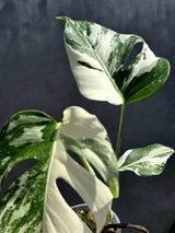 Variegated Monstera Albo - Rare White Monstera Borsigiana - EXACT Same Plant - US Seller