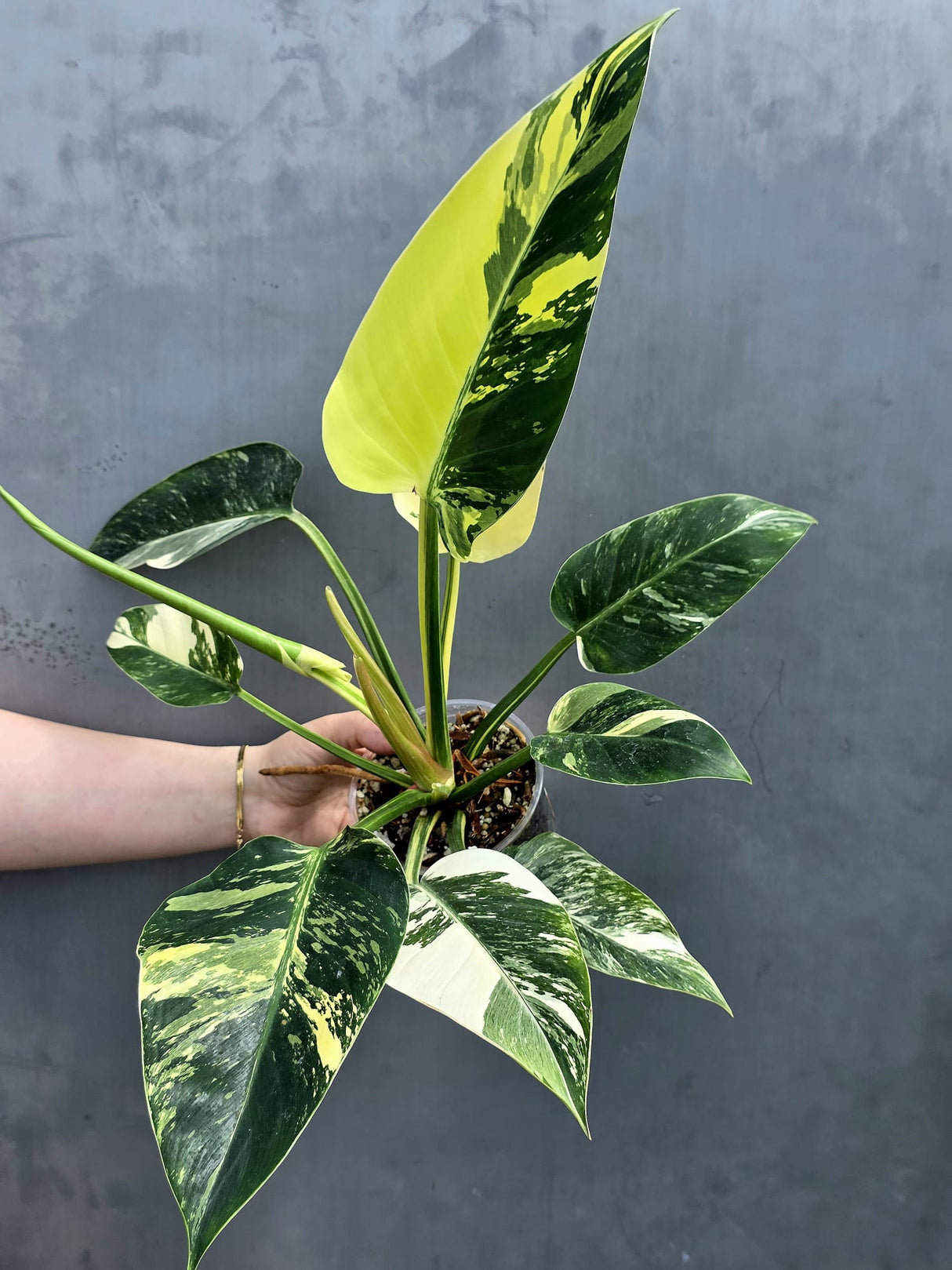 Variegated Green Congo