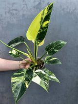 Variegated Green Congo