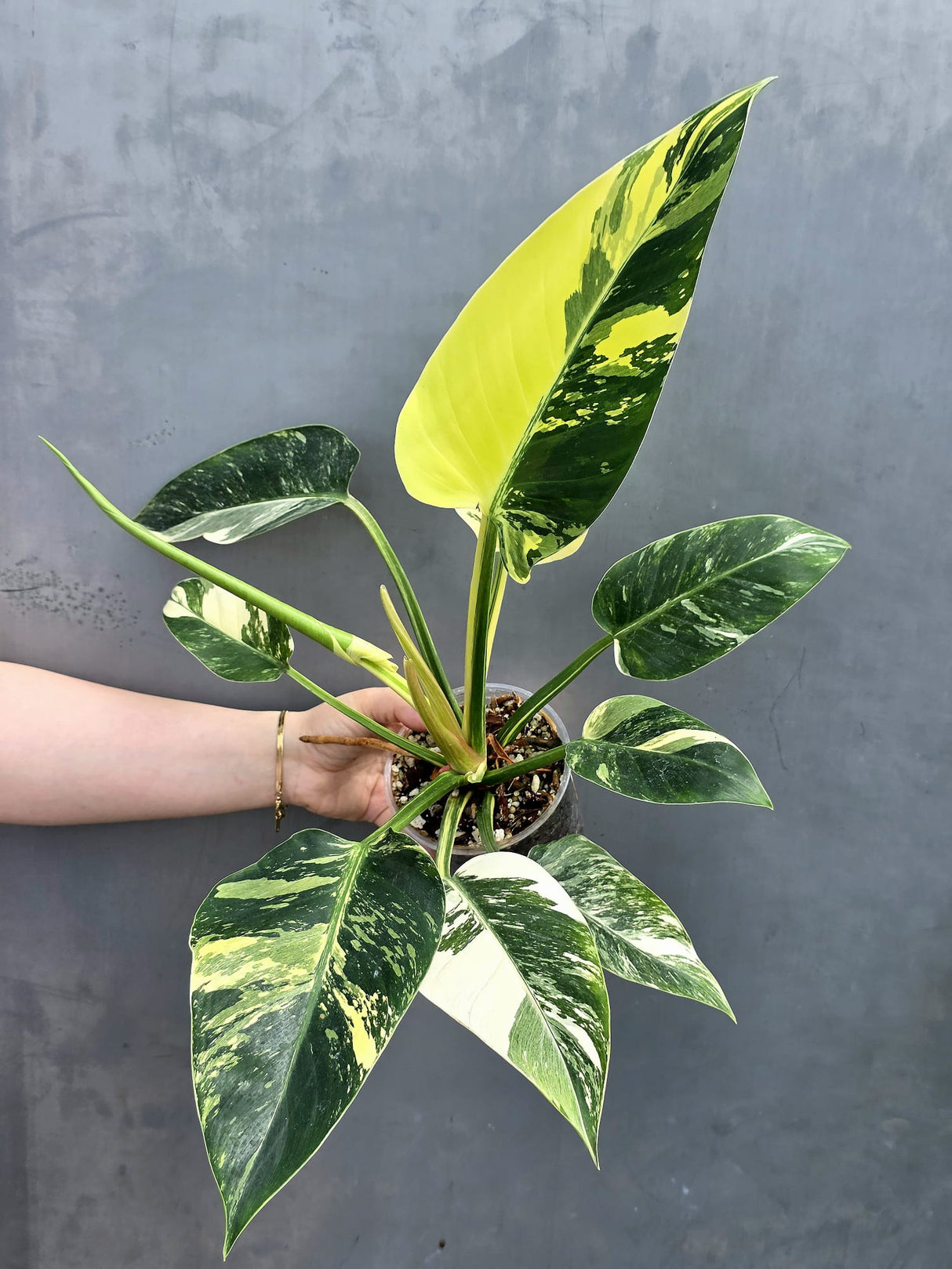 Super Rare Variegated Philodendron Green Congo ORIGINAL | Large Plant | EXACT Plant | US Seller