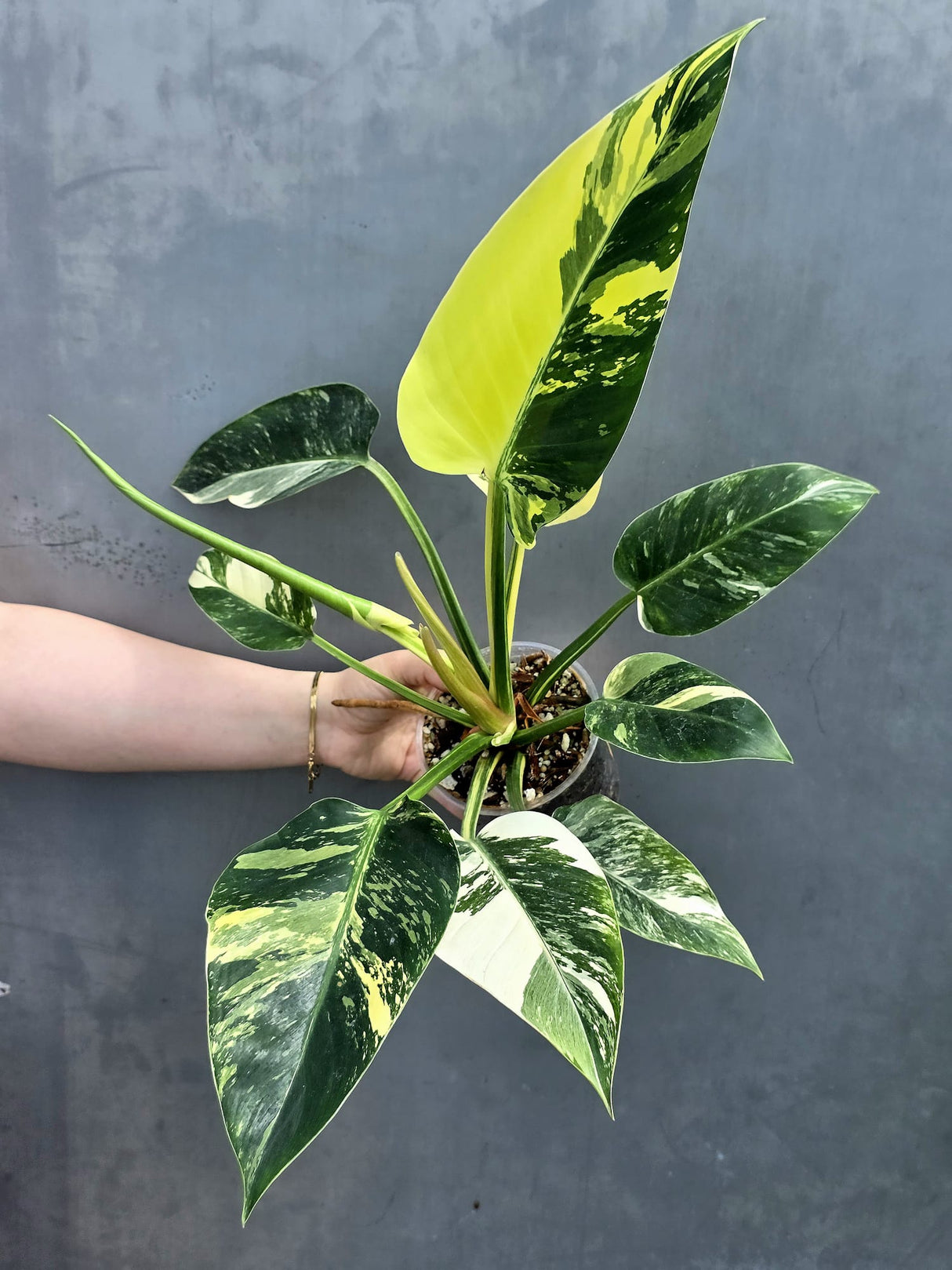 Super Rare Variegated Philodendron Green Congo ORIGINAL | Large Plant | EXACT Plant | US Seller