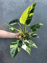 Super Rare Variegated Philodendron Green Congo ORIGINAL | Large Plant | EXACT Plant | US Seller