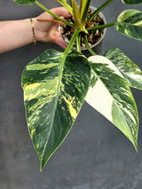 Super Rare Variegated Philodendron Green Congo ORIGINAL | Large Plant | EXACT Plant | US Seller
