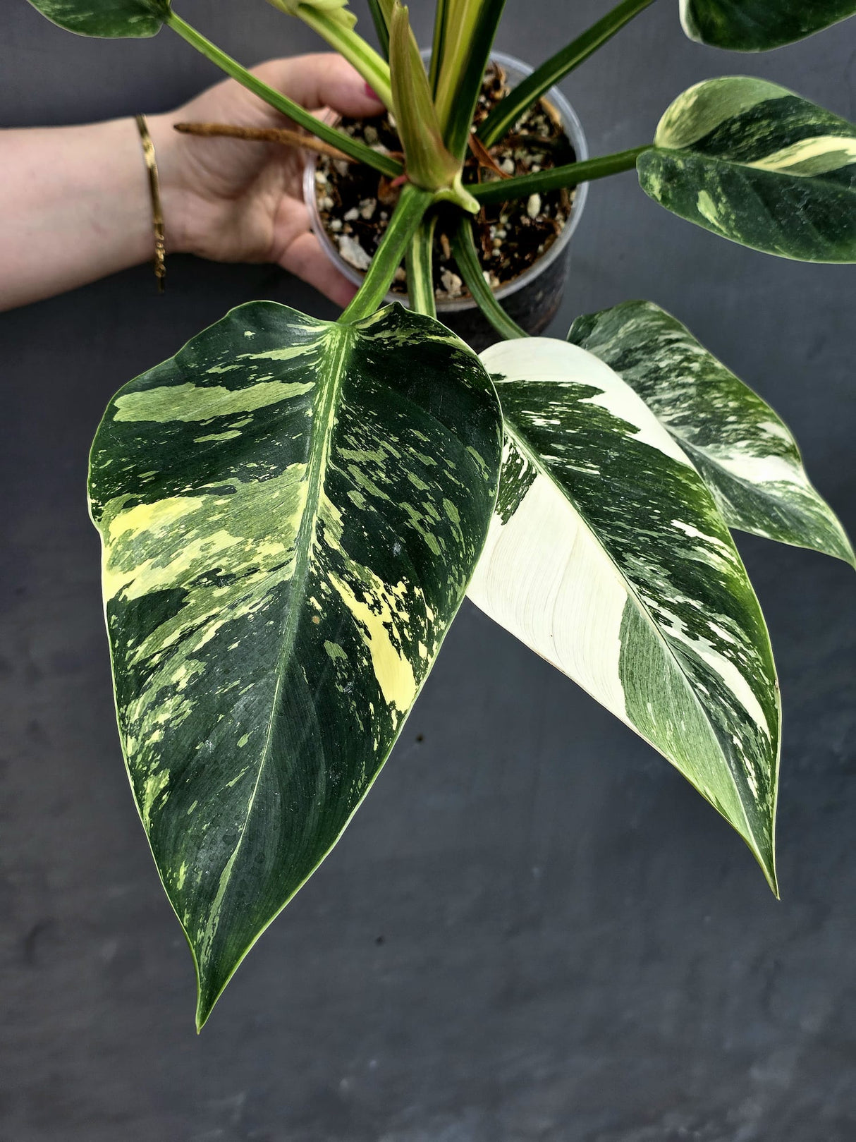 Super Rare Variegated Philodendron Green Congo ORIGINAL | Large Plant | EXACT Plant | US Seller