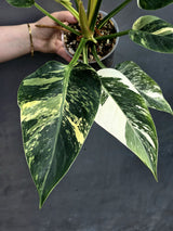 Super Rare Variegated Philodendron Green Congo ORIGINAL | Large Plant | EXACT Plant | US Seller