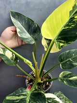 Super Rare Variegated Philodendron Green Congo ORIGINAL | Large Plant | EXACT Plant | US Seller