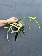 Super Rare Philodendron Tortum Albo 