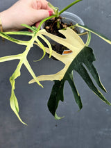 Rare Philodendron Tortum Albo Variegated - Exotic Indoor Plant - EXACT Same Plant - US Seller