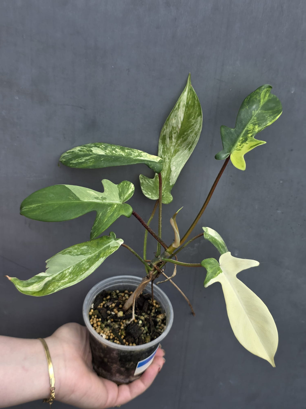 Rare Philodendron Florida Beauty