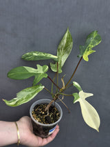 Rare Philodendron Florida Beauty