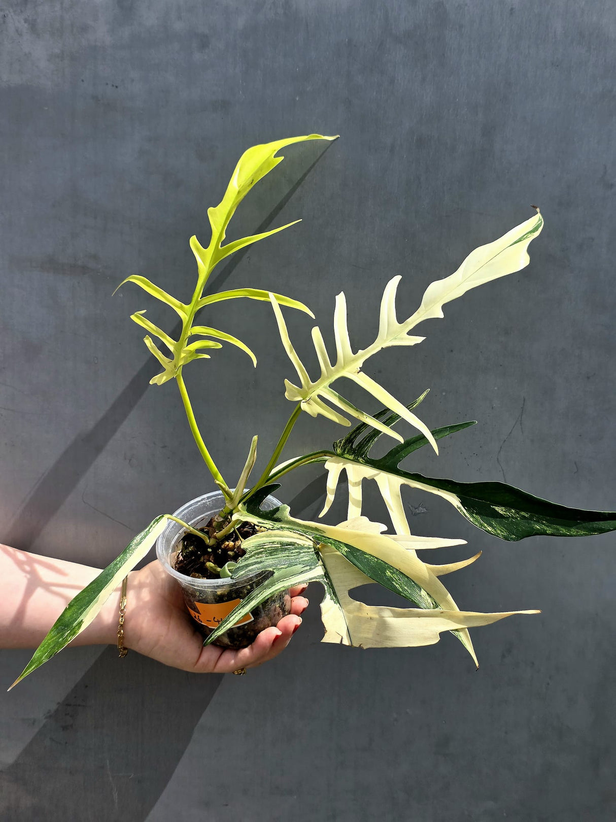 collector plant