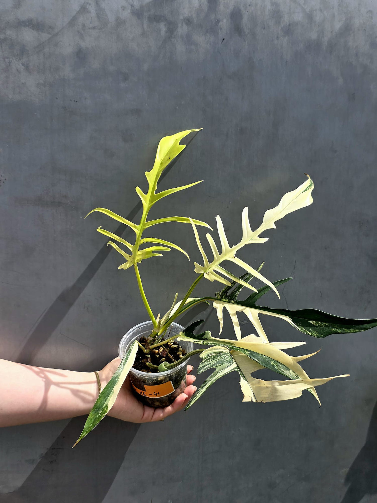 philodendron tortum albo
