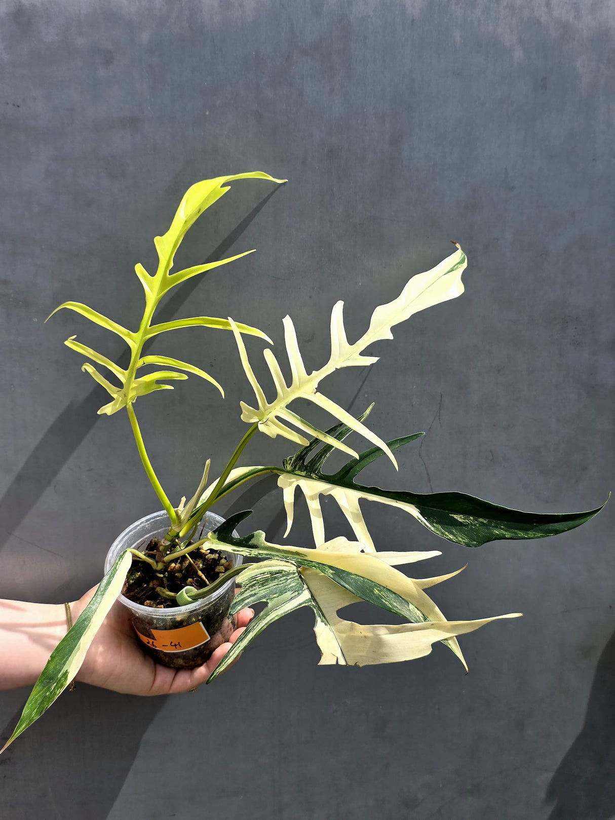 Rare Philodendron Tortum Albo Variegated - Exotic Indoor Plant - EXACT Plant - US Seller