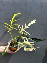 Rare Philodendron Tortum Albo Variegated - Exotic Indoor Plant - EXACT Plant - US Seller