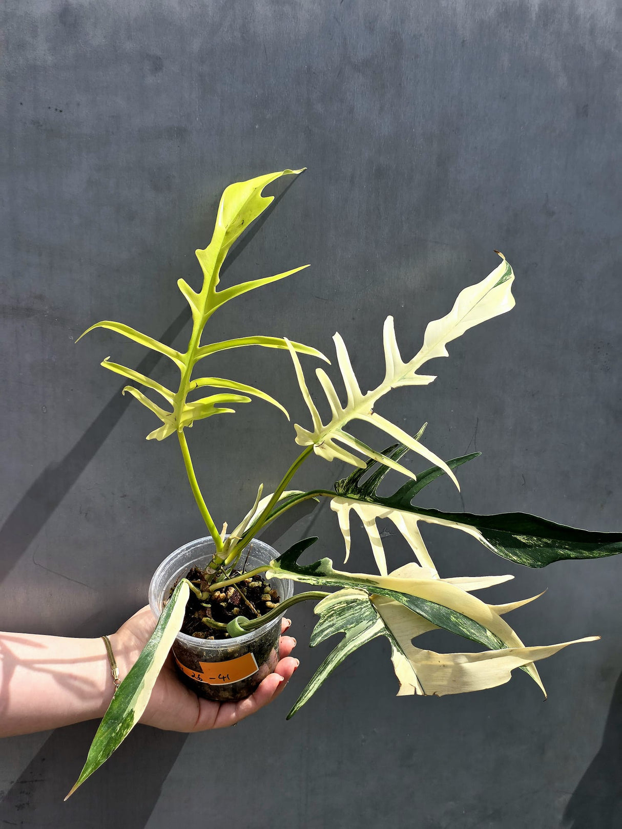 Rare Philodendron Tortum Albo Variegated - Exotic Indoor Plant - EXACT Plant - US Seller