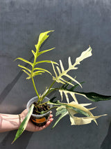 Rare Philodendron Tortum Albo Variegated - Exotic Indoor Plant - EXACT Plant - US Seller