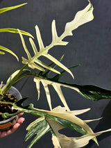 Rare Philodendron Tortum Albo Variegated - Exotic Indoor Plant - EXACT Plant - US Seller