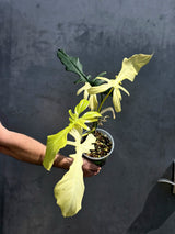 Variegated Philodendron Florida Beauty x Mayoi - Super Rare Live Plants - EXACT Plant - US Seller