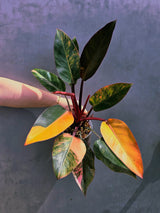 Yellow Congo Philodendron Variegated - Super Rare Large Tropical Houseplant - Hard to Come By - EXACT Plant - US Seller