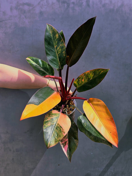 Yellow Congo Philodendron Variegated - Super Rare Large Tropical Houseplant - Hard to Come By - EXACT Plant - US Seller