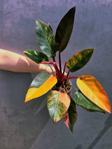 Yellow Congo Philodendron Variegated - Super Rare Large Tropical Houseplant - Hard to Come By - EXACT Plant - US Seller