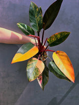 Yellow Congo Philodendron Variegated - Super Rare Large Tropical Houseplant - Hard to Come By - EXACT Plant - US Seller