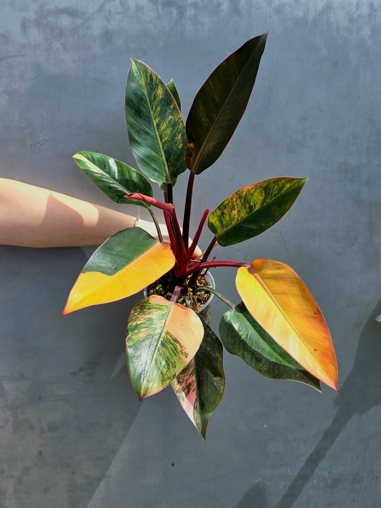 Yellow Congo Philodendron Variegated - Super Rare Large Tropical Houseplant - Hard to Come By - EXACT Plant - US Seller