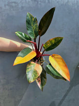 Yellow Congo Philodendron Variegated - Super Rare Large Tropical Houseplant - Hard to Come By - EXACT Plant - US Seller