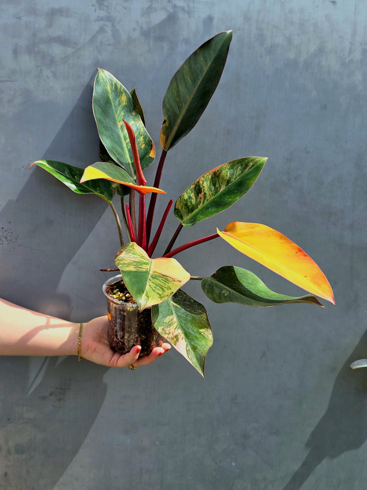 Yellow Congo Philodendron Variegated - Super Rare Large Tropical Houseplant - Hard to Come By - EXACT Plant - US Seller