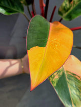 Yellow Congo Philodendron Variegated - Super Rare Large Tropical Houseplant - Hard to Come By - EXACT Plant - US Seller