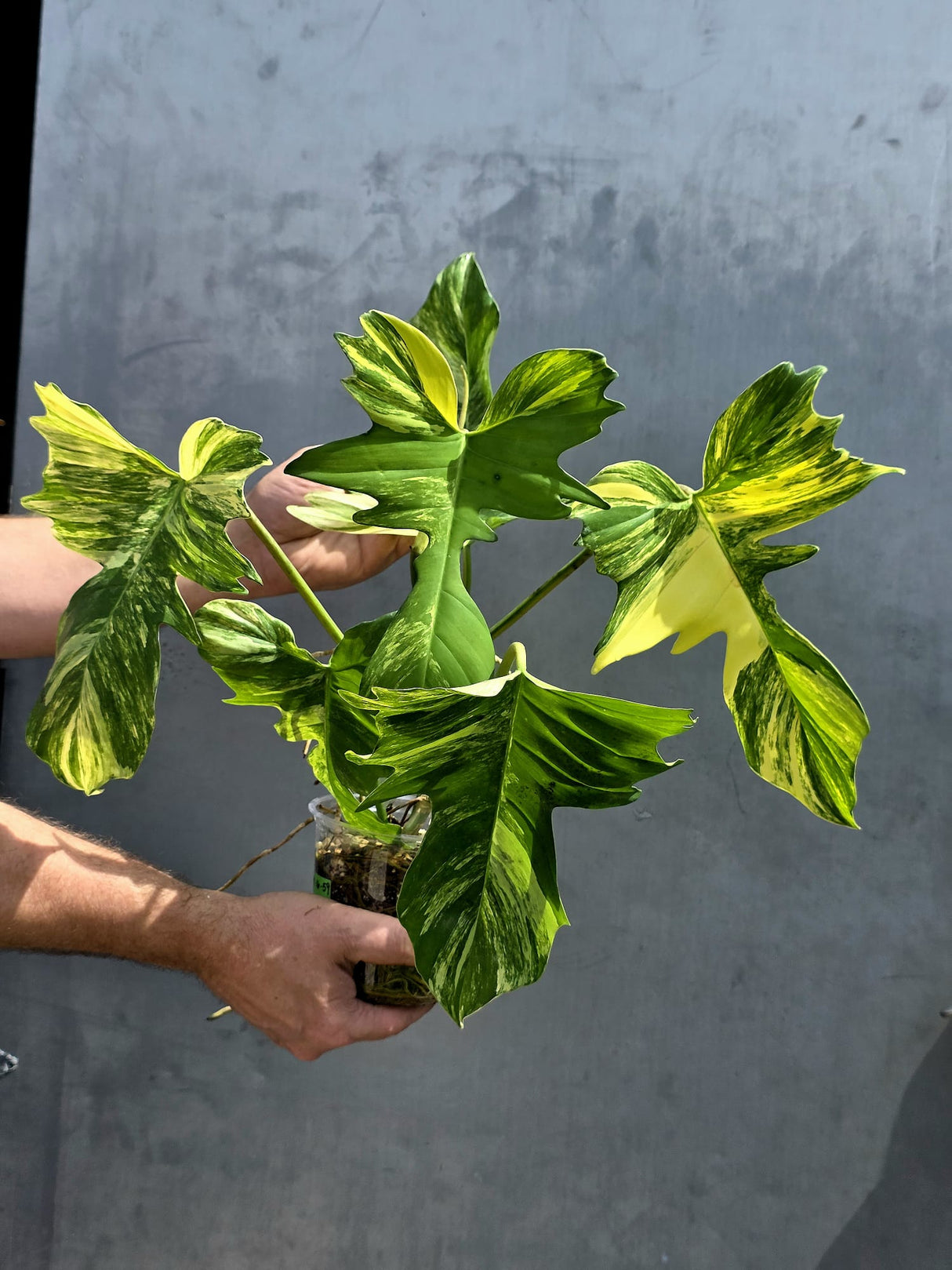 Philodendron Florida Beauty x Mayoi Plant