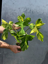 Philodendron Florida Beauty x Mayoi Plant