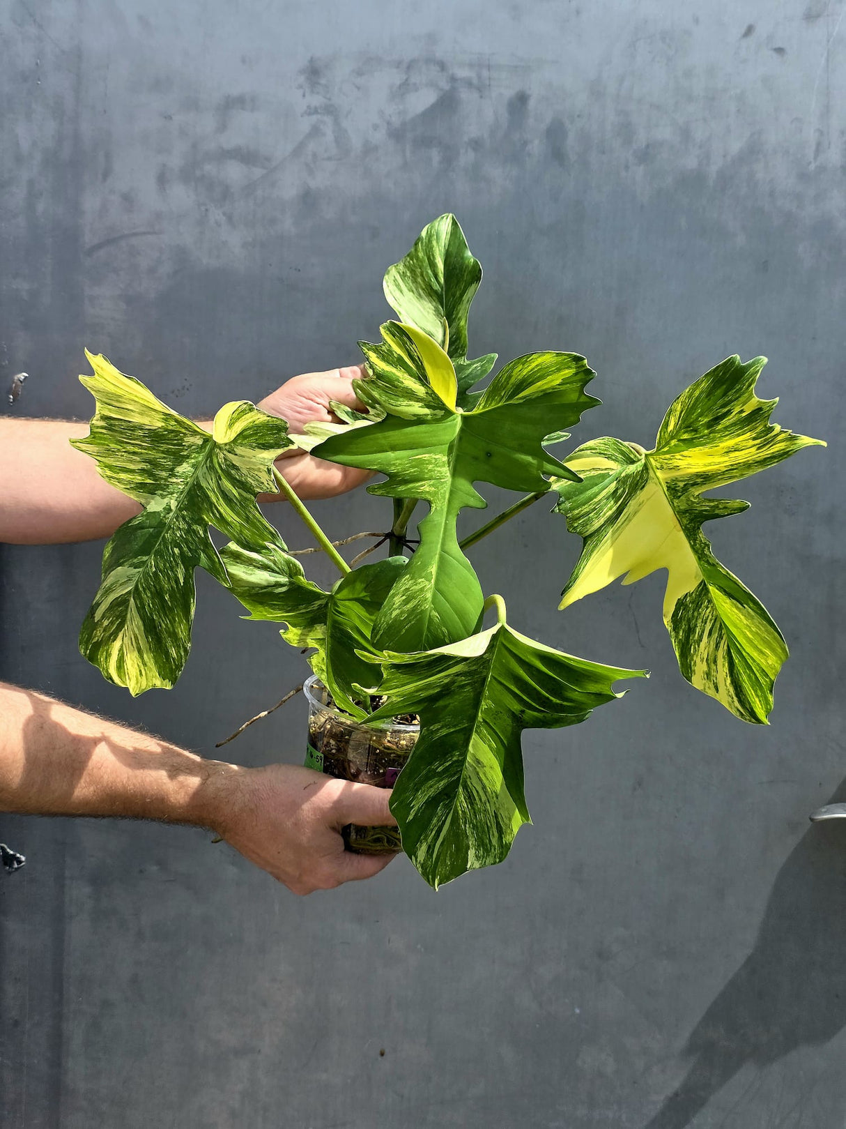 Rare Collector Plant