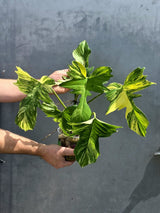Rare Collector Plant