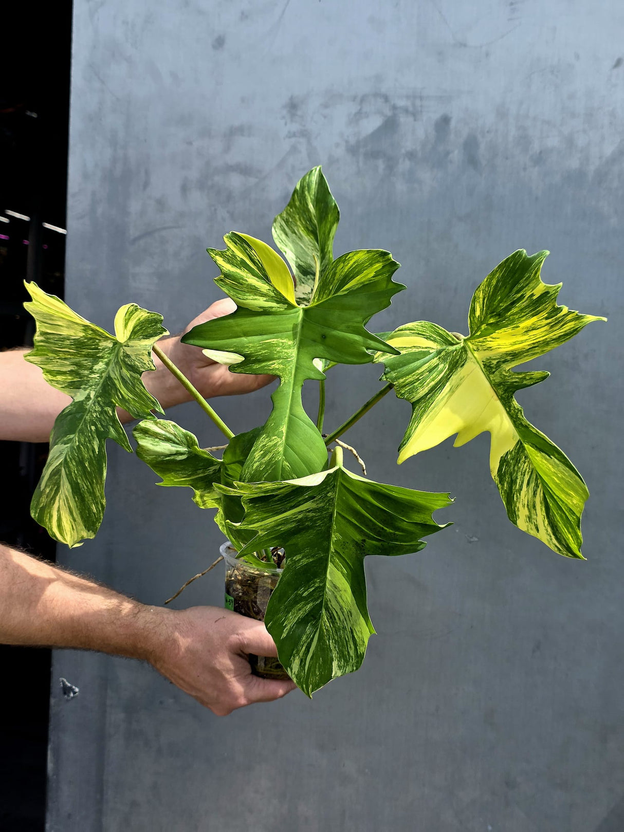 Variegated Philodendron Florida Beauty x Mayoi - Super Rare Live Plants - EXACT Plant - US Seller