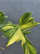 Variegated Philodendron Florida Beauty x Mayoi - Super Rare Live Plants - EXACT Plant - US Seller