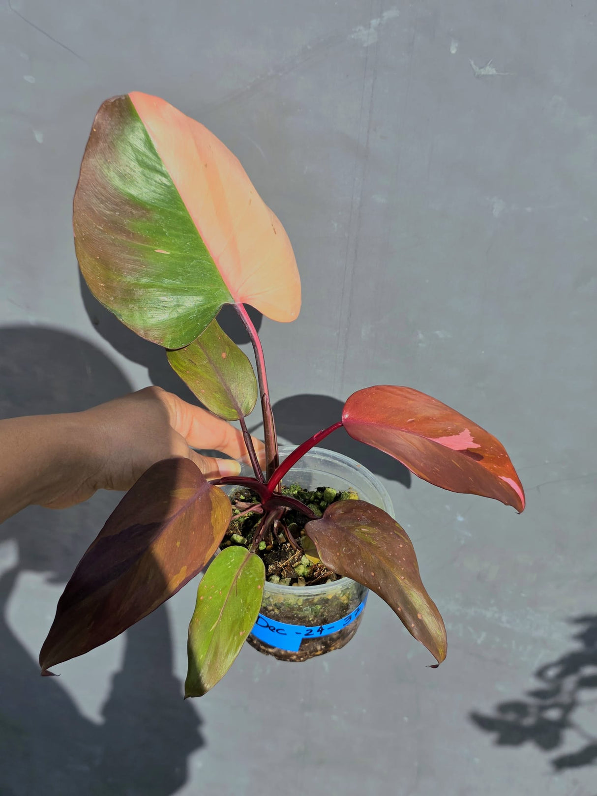 Philodendron Persimmon Princess Live Plant