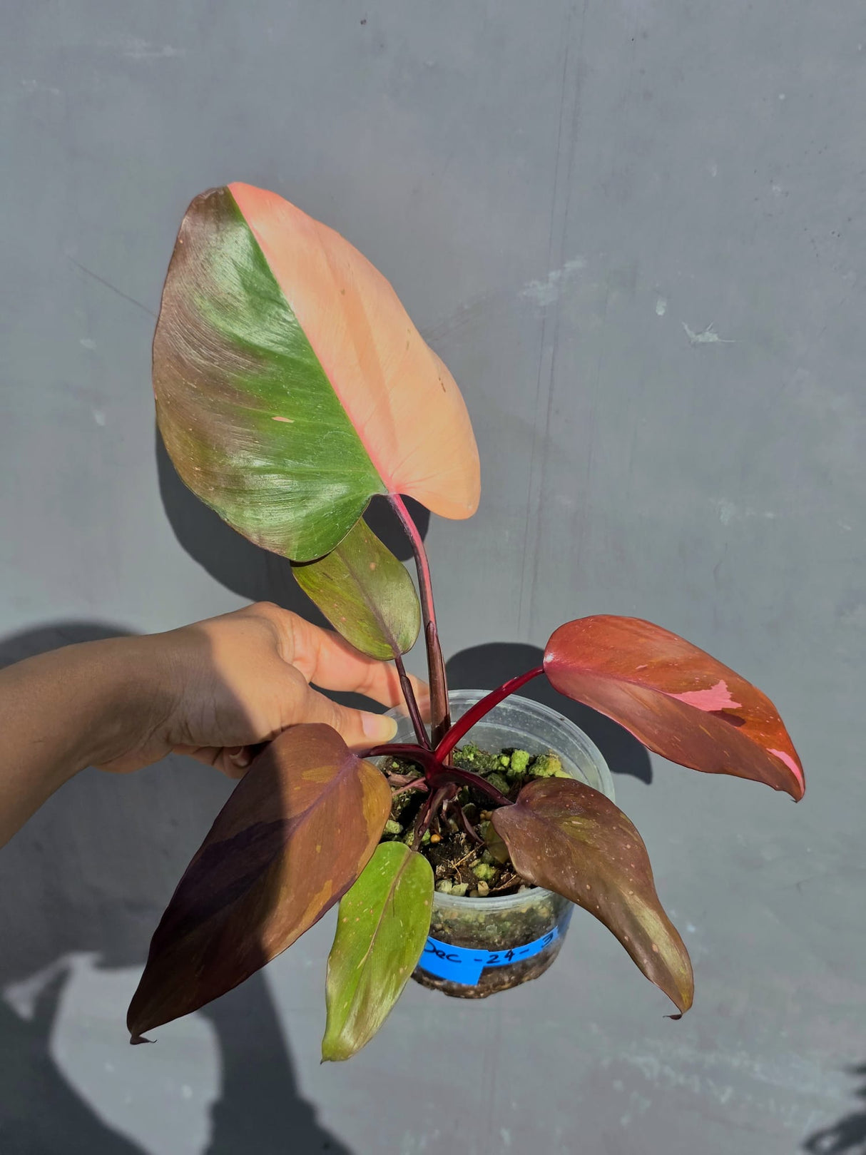 Philodendron Persimmon Princess Variegated - Super Rare Live Houseplant - EXACT Plant - US Seller