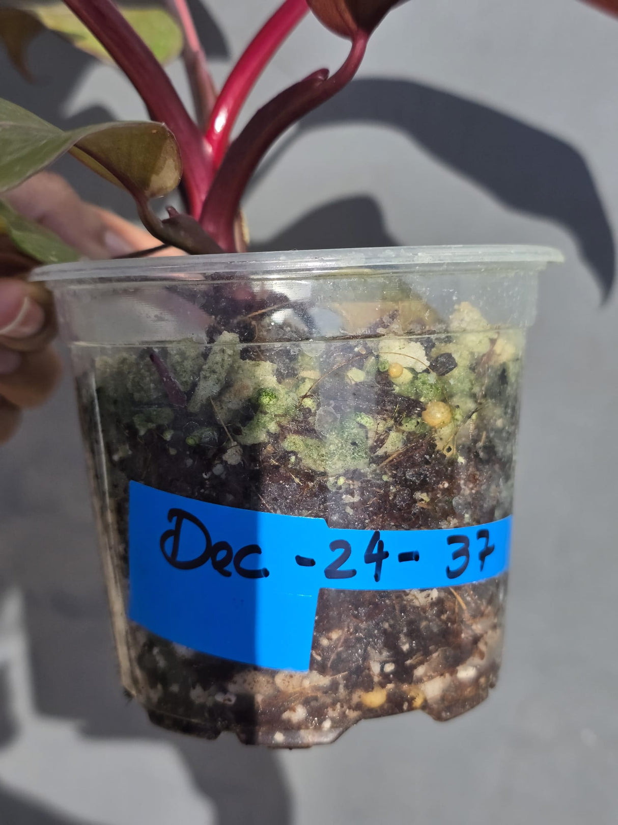 Philodendron Persimmon Princess Variegated - Super Rare Live Houseplant - EXACT Plant - US Seller