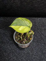 Scindapsus Jade Satin Variegated - Rare Tropical Plant - EXACT Same Plant - US Seller