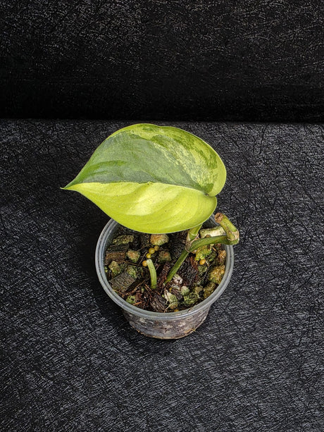 Scindapsus Jade Satin Variegated - Rare Tropical Plant - EXACT Same Plant - US Seller