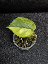 Scindapsus Jade Satin Variegated - Rare Tropical Plant - EXACT Same Plant - US Seller