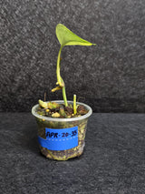Scindapsus Jade Satin Variegated - Rare Tropical Plant - EXACT Same Plant - US Seller
