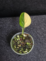Variegated Monstera Peru Live Plant - Rare Collector Plant - EXACT Plant - US Seller